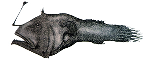 Leptacanthichthys gracilispinis_claves.jpg